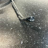 Olympus PCF-H190DL - Endoscopy Colonoscope image 0